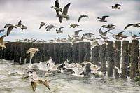 Domburg Seagulls