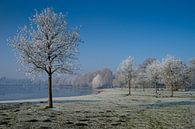 Lußsee met bomen vol rijp van Hans-Heinrich Runge thumbnail