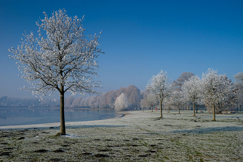 Lußsee mit Bäumen voller Rauhreif
