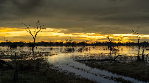 Sunset Over Flooded Wetland Swamp with Silhouette Dead Trees