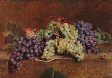 António José da Costa~Wine grapes