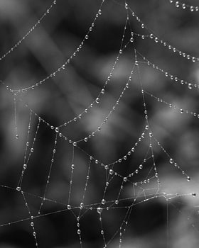 Glinsterende ochtenddauwdruppels op spinnenweb – macro, zwart-wit