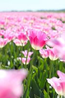 Tulipfield