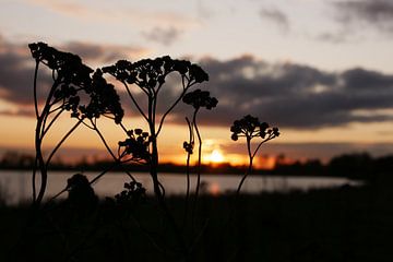 Zonsondergang in de herfst van Jacqueline Volders