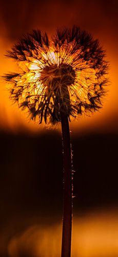 dandelion fluff at sunrise