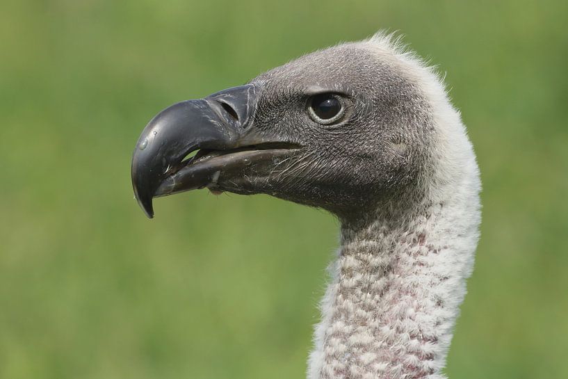 White-backed Vulture (Gyps africanus) by Ronald Pol