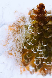 Des lys torches dans la glace sur Marc Heiligenstein