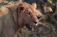 Leo