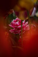 Tulpen