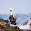 Pelikan auf einem Felsen von Tim Emmerzaal