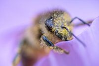 Bee in the pollen