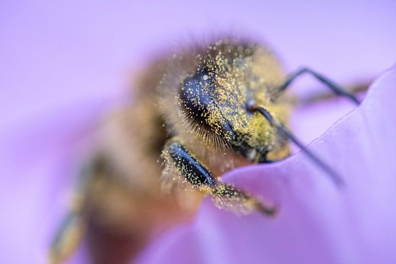 Bee in the pollen by Christien van der Veen Fotografie