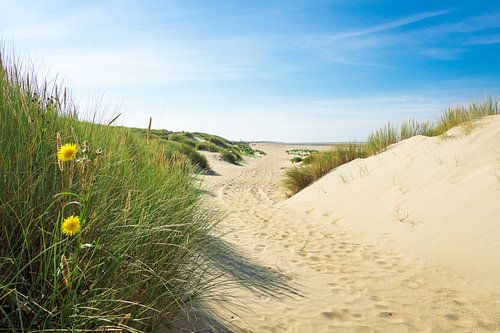Duinen en strand