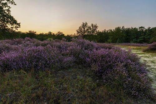 Zonsondergang op de Kesselse heide