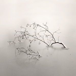 Bedded In Ice
