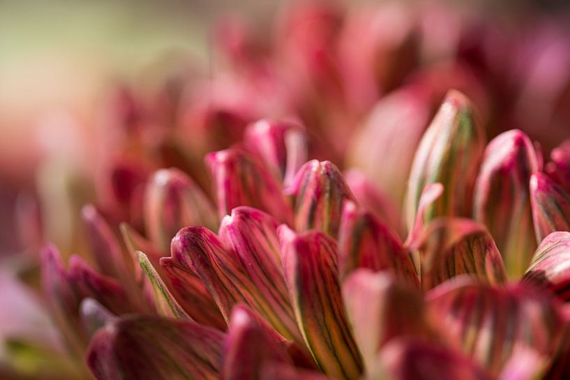 Chrysant van Ingrid van Wolferen