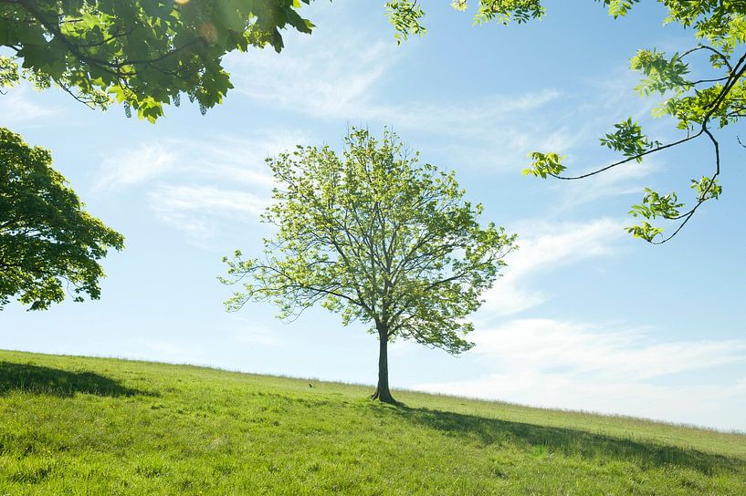 Arbre par Richard Wareham