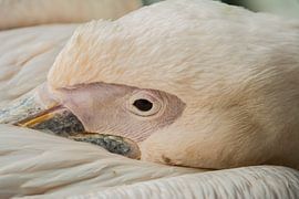 Resting Pink Pelican by Stephan Scheffer