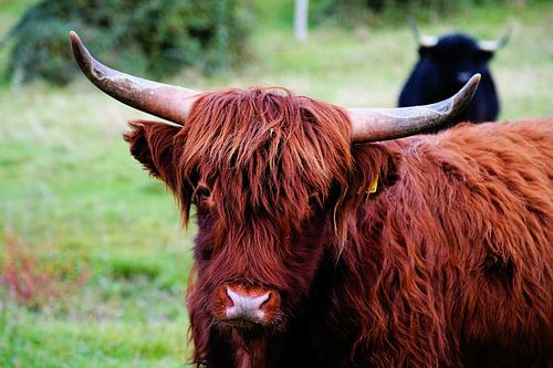 Le Highlander écossais dans le Limbourg