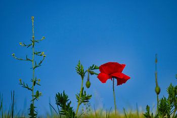 Small becomes big - Die Welt aus der Wiesenperspektive