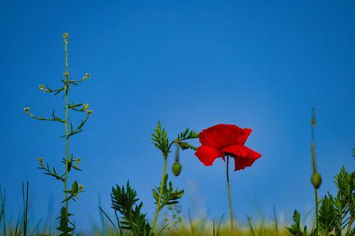 Small becomes big - Die Welt aus der Wiesenperspektive