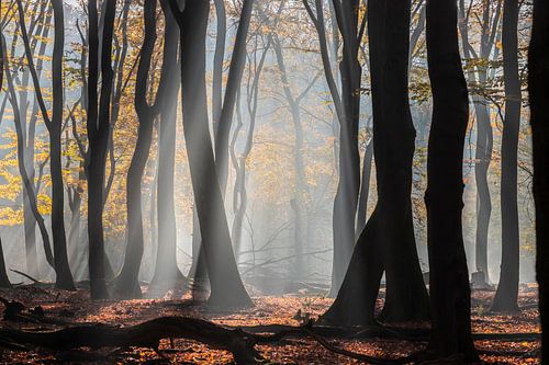 Sunrays in het Speulderbos