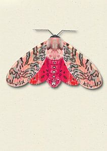 Rood roze mot met schaduw insecten illustratie van Angela Peters