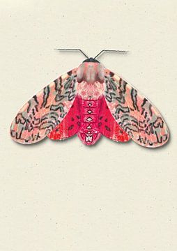 Rood roze mot met schaduw insecten illustratie van Angela Peters