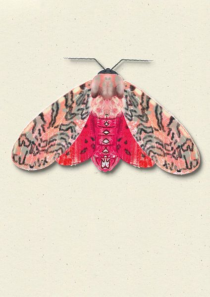 Rot-rosa Motte mit Schatten Insekt Illustration von Angela Peters