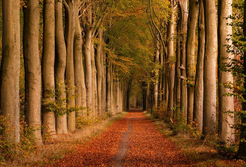 Allee mit Bäumen in Ruinen, Drenthe im Herbst von Bianca Fortuin