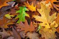 Autumn leaves