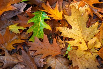 Autumn leaves by Ate de Vries