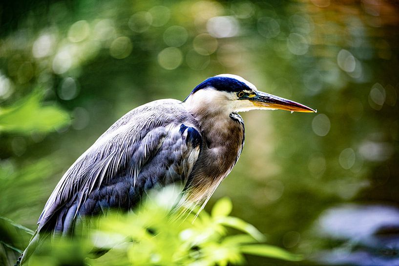 Der Blaureiher von By Odessa DC