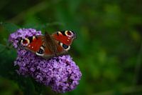Magnifique papillon