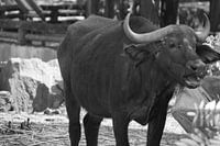 buffel