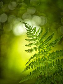 Bateau dans la forêt