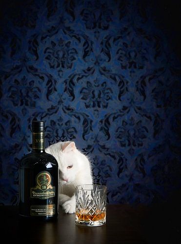 Still life with white cat and whisky