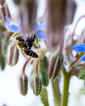 Bij op bloem van Flatfield