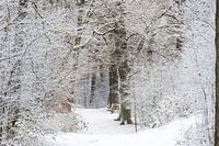 Winter in het Zeister bos, Utrechtse heuvelrug!