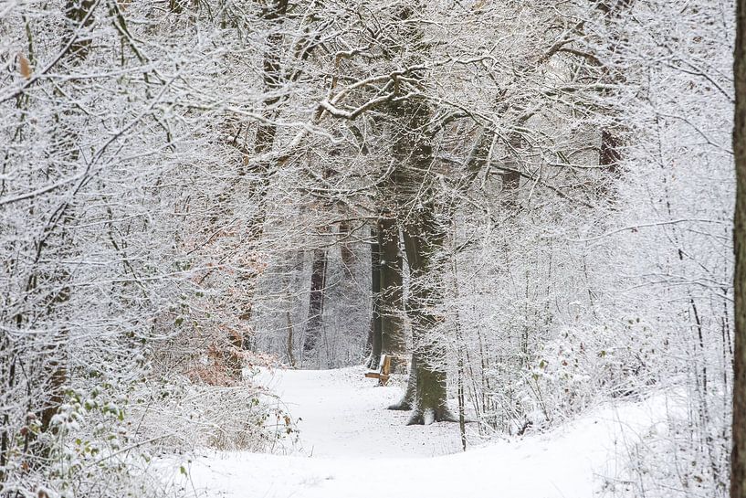 Hiver dans la forêt de Zeister, crête d'Utrecht ! par Peter Haastrecht, van