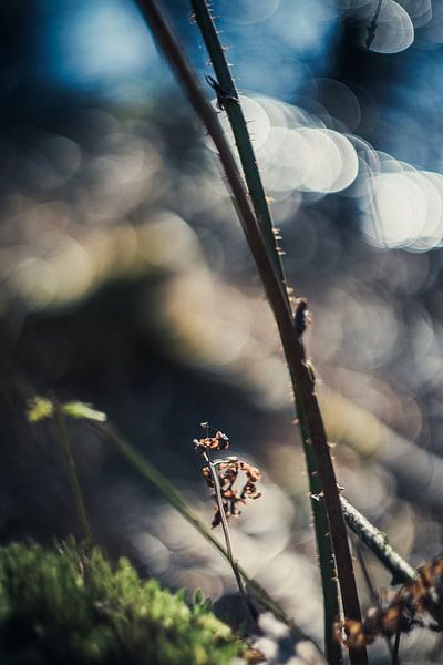 Magic forest by Wolbert Erich
