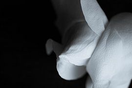 In the dark series Roses ' To be seen