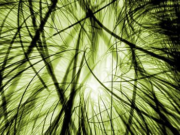 Verwobene Grashalme in anderem Licht - grün