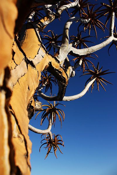 NAMIBIA ... Quiver Tree van Meleah Fotografie