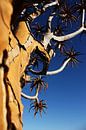 NAMIBIA ... Quiver Tree von Meleah Fotografie Miniaturansicht