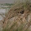 Duingras in de duinen voor St. Peter Ording van Alexander Wolff