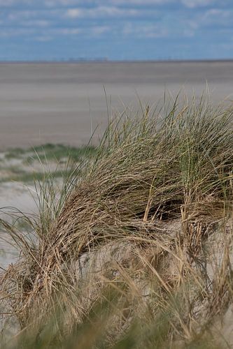 Dünengras in den Dünen vor St. Peter Ording