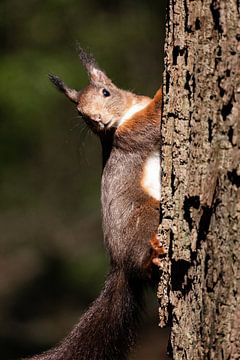 Écureuil dans l'arbre. (gros plan) sur Janny Beimers