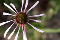 Natuur | Bloem | Zonnehoed | Echinacea sanguinea