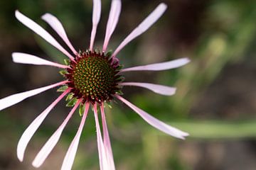 Natuur | Bloem | Zonnehoed | Echinacea sanguinea van Claudia van Kuijk